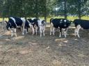 25 db pedigrés Holstein vemhes üsző eladó