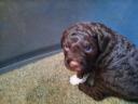 Lagotto Romagnolo