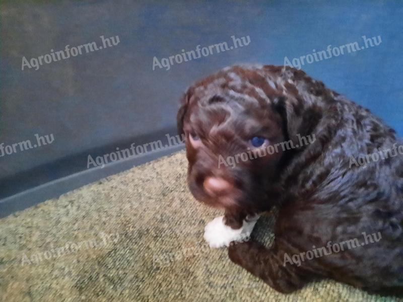 Lagotto Romagnolo