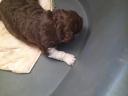 Lagotto Romagnolo