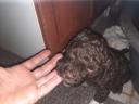 Lagotto Romagnolo