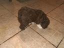 Lagotto Romagnolo