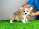 Törzskönyves Pembroke Welsh Corgi kiskutya