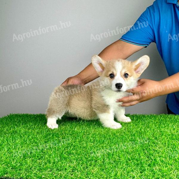 Törzskönyves Pembroke Welsh Corgi kiskutya