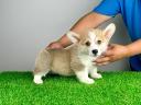 Törzskönyves Pembroke Welsh Corgi kiskutya