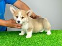 Törzskönyves Pembroke Welsh Corgi kiskutya