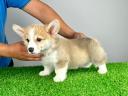 Törzskönyves Pembroke Welsh Corgi kiskutya