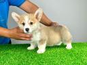 Törzskönyves Pembroke Welsh Corgi kiskutya