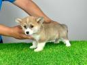 Törzskönyves Pembroke Welsh Corgi kiskutya