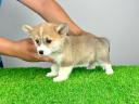 Törzskönyves Pembroke Welsh Corgi kiskutya