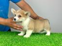 Törzskönyves Pembroke Welsh Corgi kiskutya