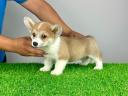 Törzskönyves Pembroke Welsh Corgi kiskutya