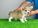 Törzskönyves Pembroke Welsh Corgi kiskutya