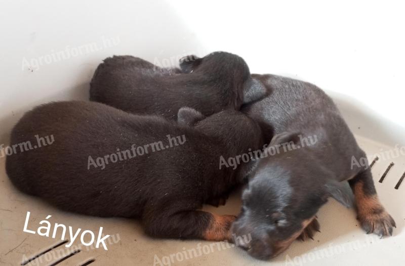 Jagdterrier szuka kölykök törzskönyvezett szülőktől