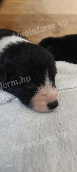 Fajtatiszta jellegű Border Collie kiskutya