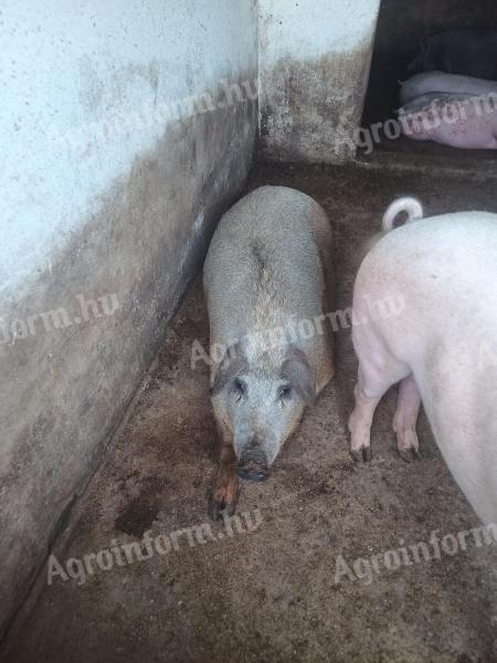 Eladó mangalica keverék hízó sertés disznó