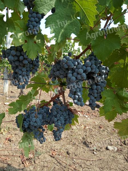 Cabernet Franc szőlő eladó