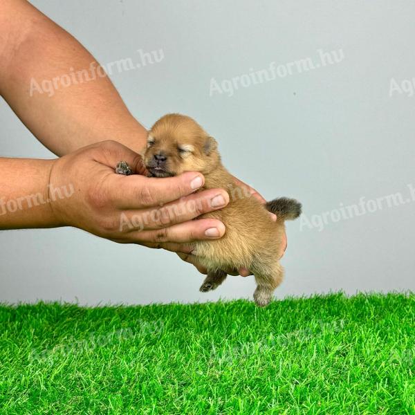 Törzskönyves Pomerániai Törpespitz kiskutya Pomi Spitz