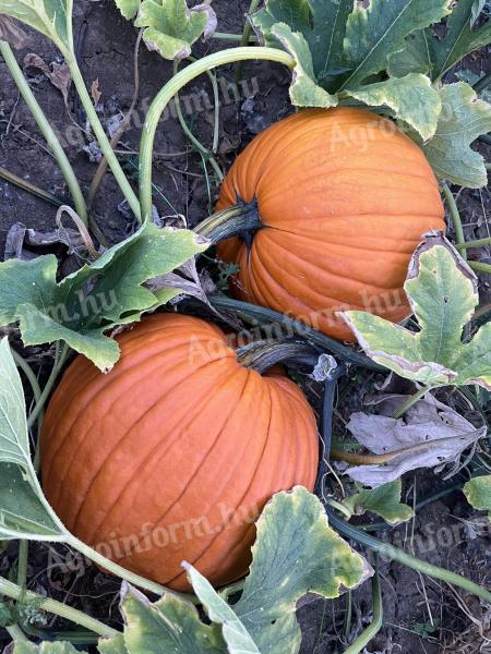 Halloween tök eladó kis és nagy tételben