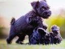 Schnauzer jellegű kiskutyák örökbe fogadhatók