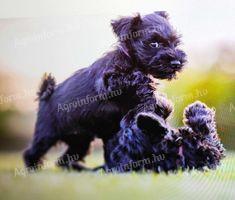 Schnauzer jellegű kiskutyák örökbe fogadhatók