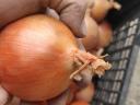 Hagyma eladó / Onion for sale / Luk na prodaju