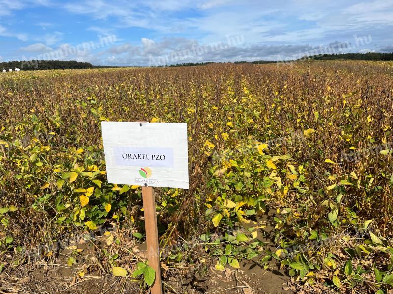 Orakel PZO szója vetőmag,  G-Seed vetőmagok,  kiváló genetika elérhető áron