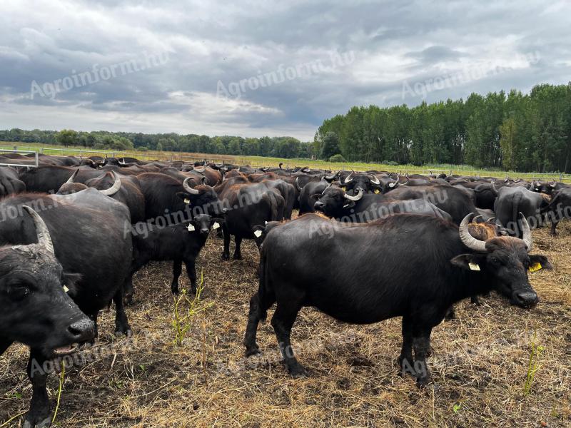 Eladó magyar házi bivaly ökrök