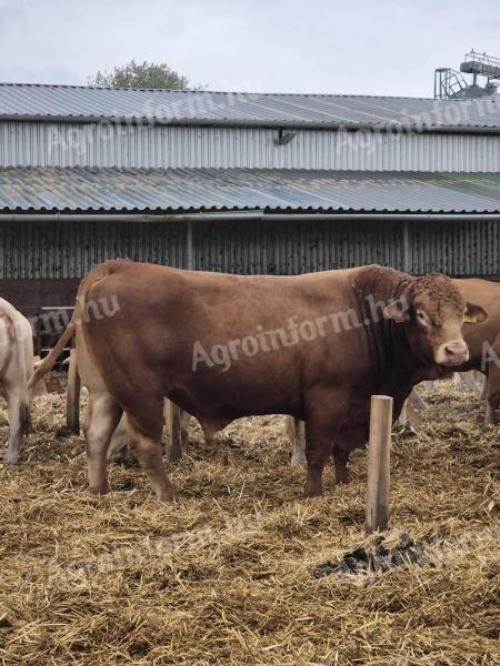 Limousin tenyészbika eladó