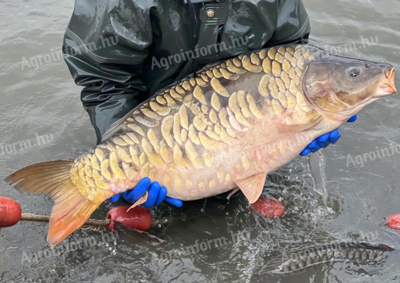 TOKAJI HAL Őszi Halászatból Extra Ponty,  Süllő,  Csuka,  Piaci Ponty INGYENES SZÁLLÍTÁSSAL