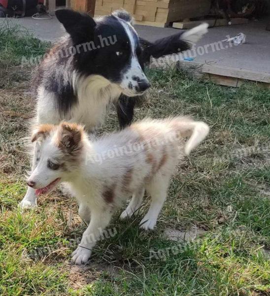 Border collie jellegű kiskutya