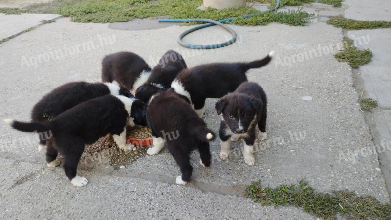 Border collie jellegű kiskutyák