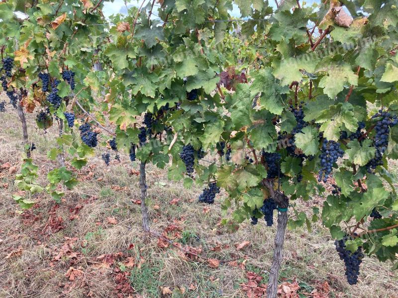 Aszófői cabernet savignon/frank termés bio minősítéssel 1200kg