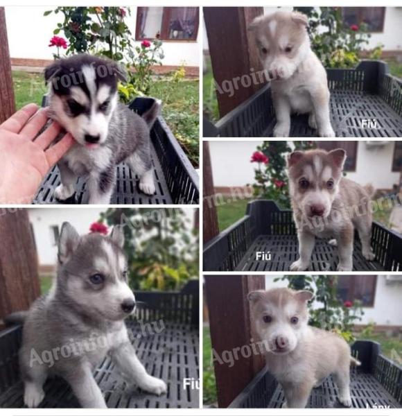 Husky jellegű ingyen