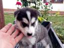 Husky jellegű ingyen