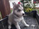 Husky jellegű ingyen