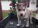 Husky jellegű ingyen