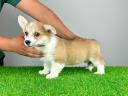 Törzskönyves Pembroke Welsh Corgi kiskutya