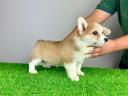 Törzskönyves Pembroke Welsh Corgi kiskutya