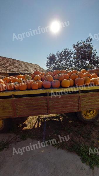 Halloween tök eladó