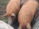 Mangalica Duroc hízók