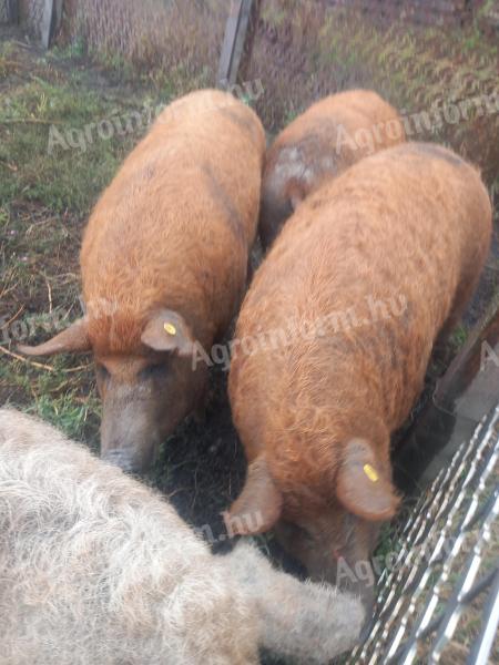 Mangalica Duroc hízók