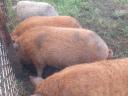 Mangalica Duroc hízók