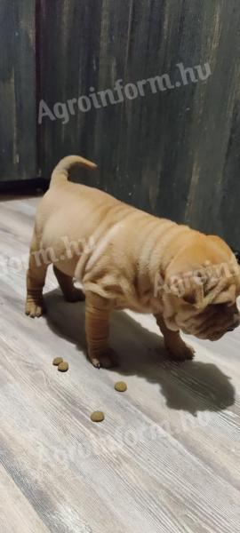 Shar pei rosszcsontok költöznének