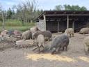 Eladó mangalica hízók,  kanok