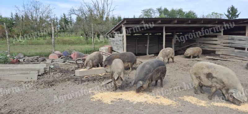 Eladó mangalica hízók,  kanok