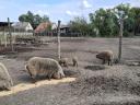 Eladó mangalica hízók,  kanok