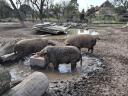 Eladó mangalica hízók,  kanok