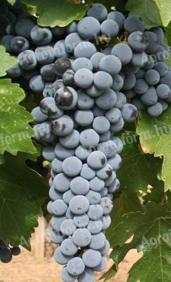 Cabernet Sauvignon szőlő eladó