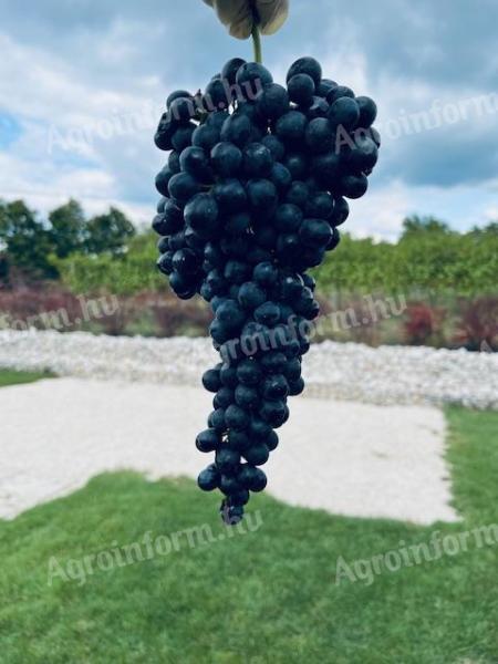 Eladó Merlot borszőlő